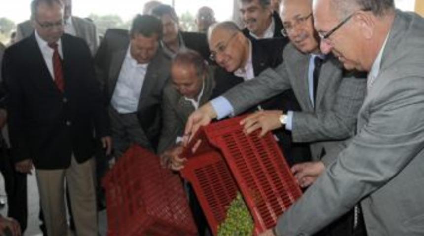 T&uuml;rkiye'nin zeytininin y&uuml;zde 70&rsquo;ini &uuml;reten Akhisar'da hasat başladı