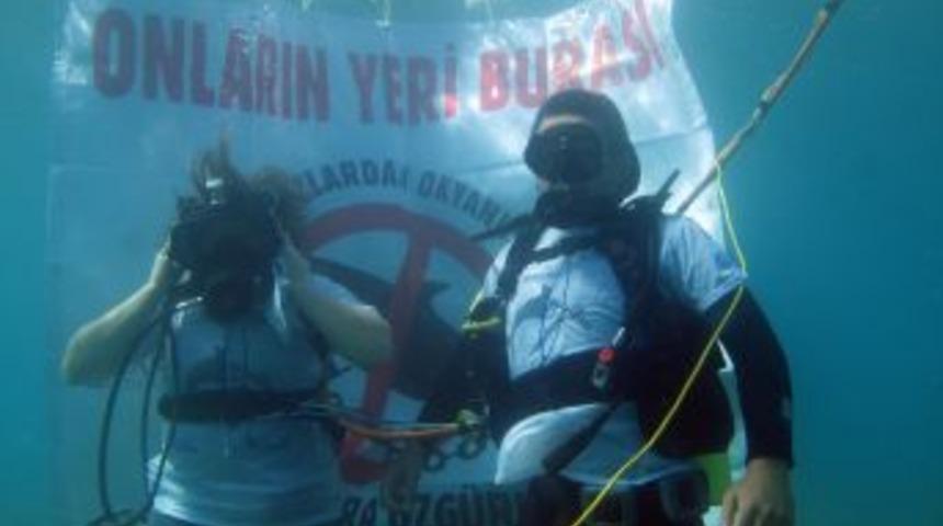 Yunuslara &ouml;zg&uuml;rl&uuml;k i&ccedil;in daldılar