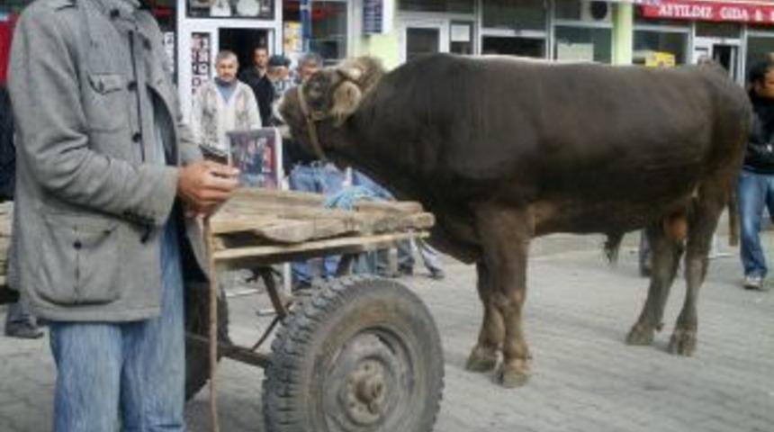 10 bin liralık kurbanlık tosun ilgi &ccedil;ekti