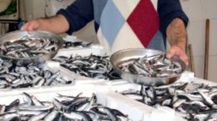 Karadeniz'de hamsi bereketi