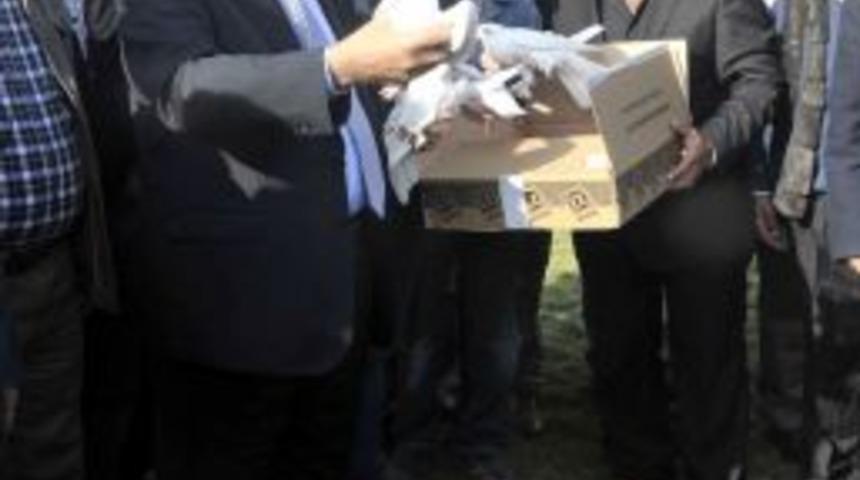 G&uuml;vercinler barış i&ccedil;in kanat &ccedil;ırptı