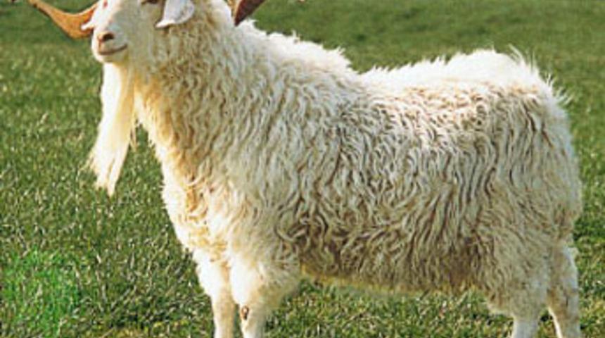 Kurban keserken boynuz darbesiyle &ouml;ld&uuml;