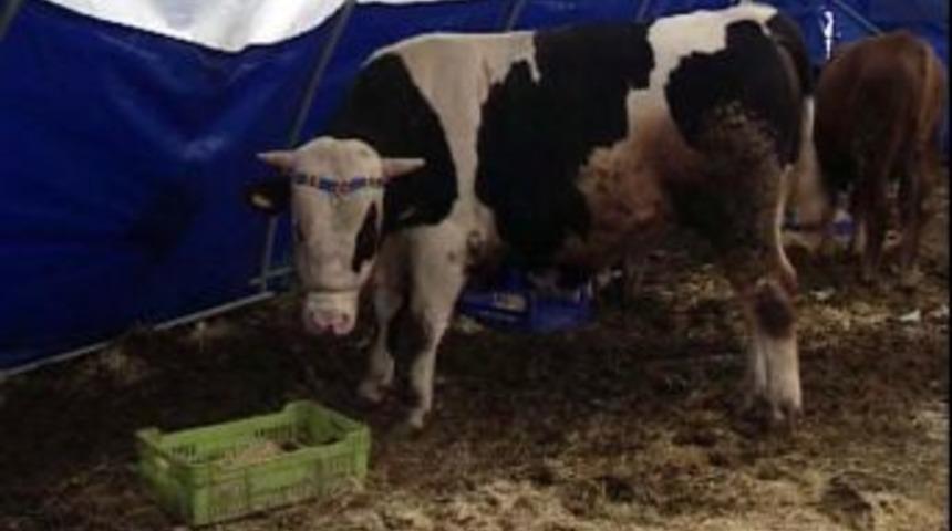 Kurban satıcıları umutlarını son 2 g&uuml;ne bıraktı