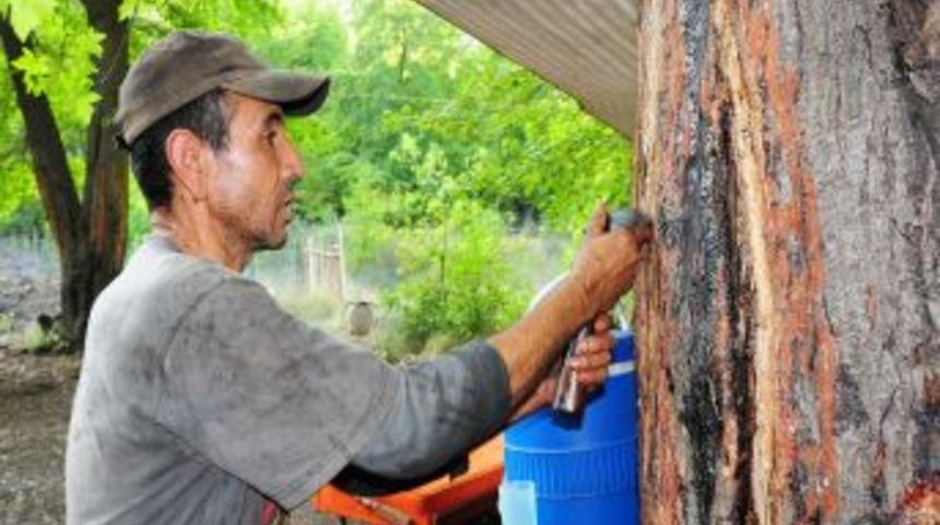 Kleopatra&rsquo;nın iksiri yok oluyor, sığla yağı &uuml;retimi yok denecek kadar azaldı