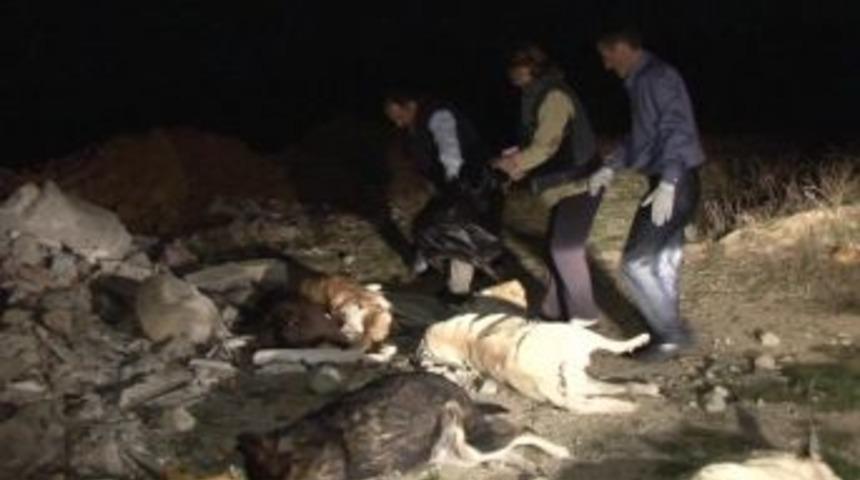 K&ouml;pek katliamı hayvanseverleri ağlattı