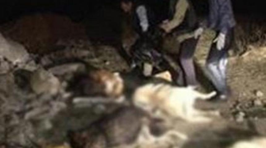 Pendik'te k&ouml;pek katliamı!