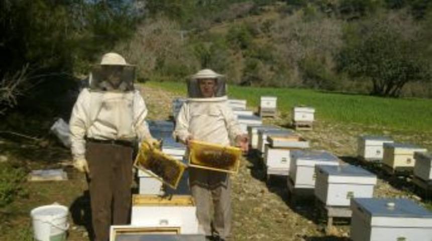 Zeytin sineği ile m&uuml;cadele d&ouml;nemi sebebiyle arıcılar uyarıldı