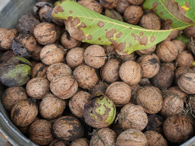 Omega 3 zengini: Toprak damlarda kurutuluyor