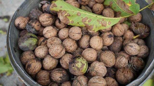 Omega 3 zengini cevizin hasadı başladı: Toprak damlarda kurutuluyor