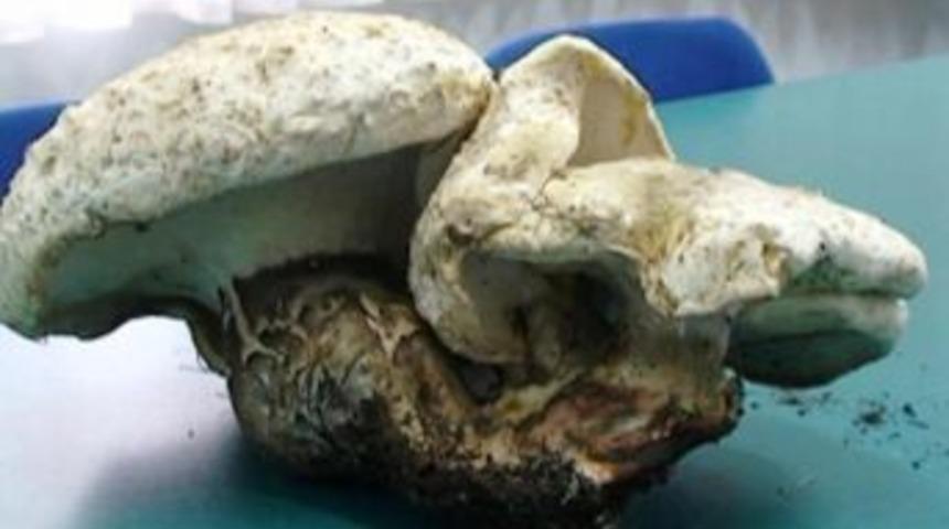 Karpuz büyüklüğündeki mantar dikkat çekiyor