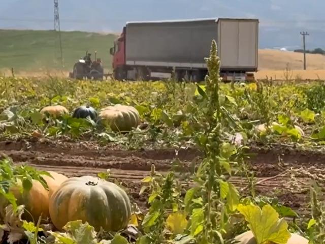 Bir avu&ccedil; tohumla başladı! 20 yıl sonra ilk kez yurt dışına a&ccedil;ıldı