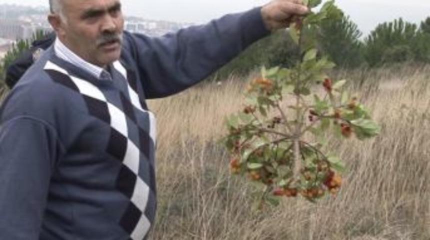 Arıların direnişi bal hırsızlarını pes ettirdi