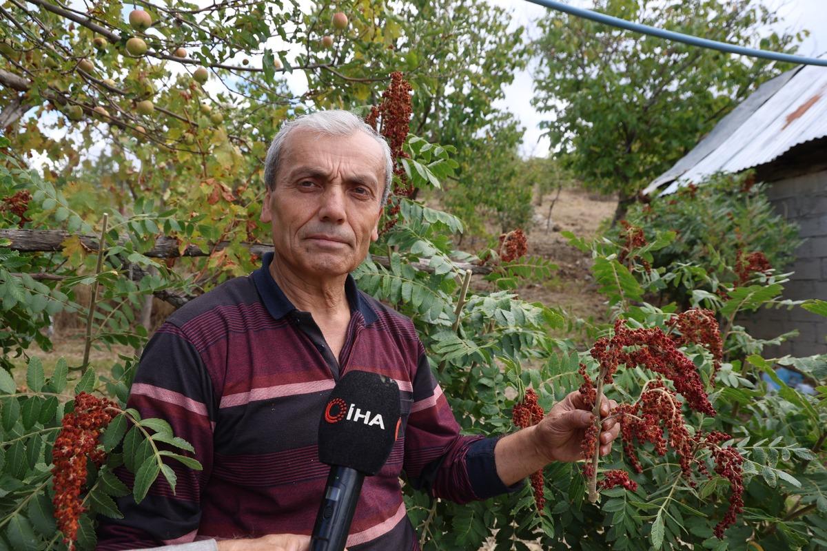 Meyve bile vermiyordu, aşılayınca gelir kapısı oldu! "Kilosu 900 TL den satılıyor" 3