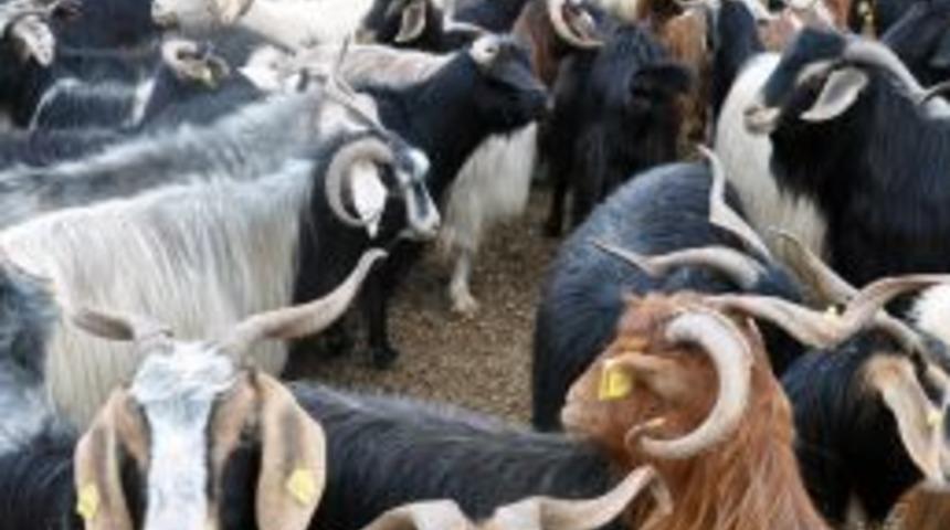 Bayramın 2. g&uuml;n&uuml; kurban alanlar karlı &ccedil;ıktı