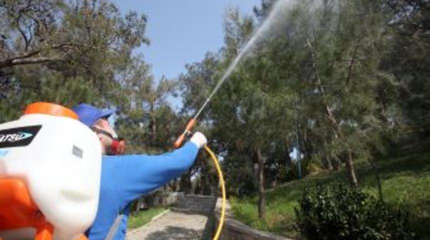 Karabağlar&rsquo;da 5 bin &ccedil;am ağacı ila&ccedil;landı