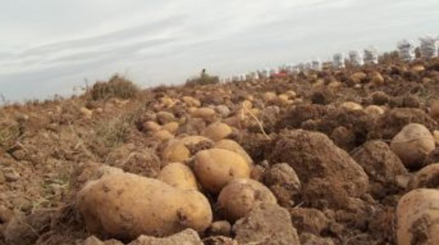 Niğde'de 100 bin ton patatesi don vurdu