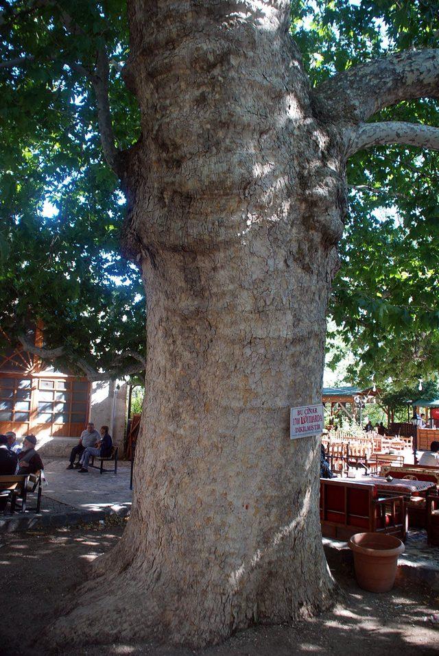 300 yıllık çınar ağacının gölgesinde serinliyorlar