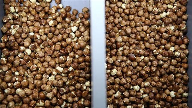Türkiye'den Almanya'ya 731 milyon dolarlık fındık satışı
