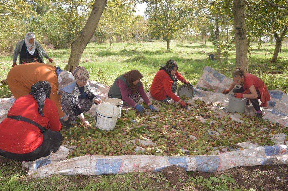 İlçede çalışmalar başladı Kabuğunun içinde adeta altın var 5