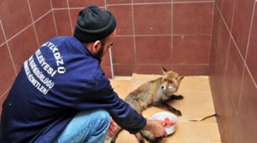 Tilki, modern hayata uyum sağlayamadı