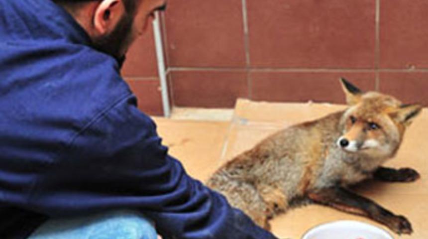 Tilkinin yolu şehre d&uuml;şerse