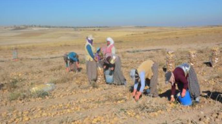Patates &uuml;reticilerini, fiyat d&uuml;ş&uuml;kl&uuml;ğ&uuml;nden sonra don olayı vurdu