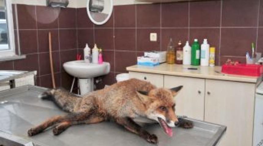 Kurnazlığıyla bilinen tilki de trafik kurbanı oldu