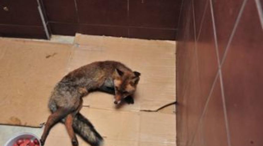 Tilkinin tedavisi devam ediyor