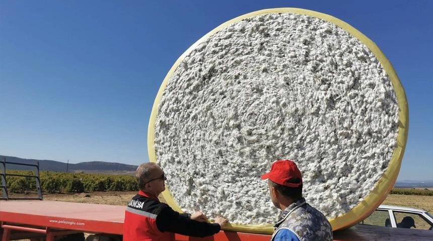 Aylarca emek verdiler, şimdi hasat zamanı! 'Beyaz altın' tarlalardan toplanıyor