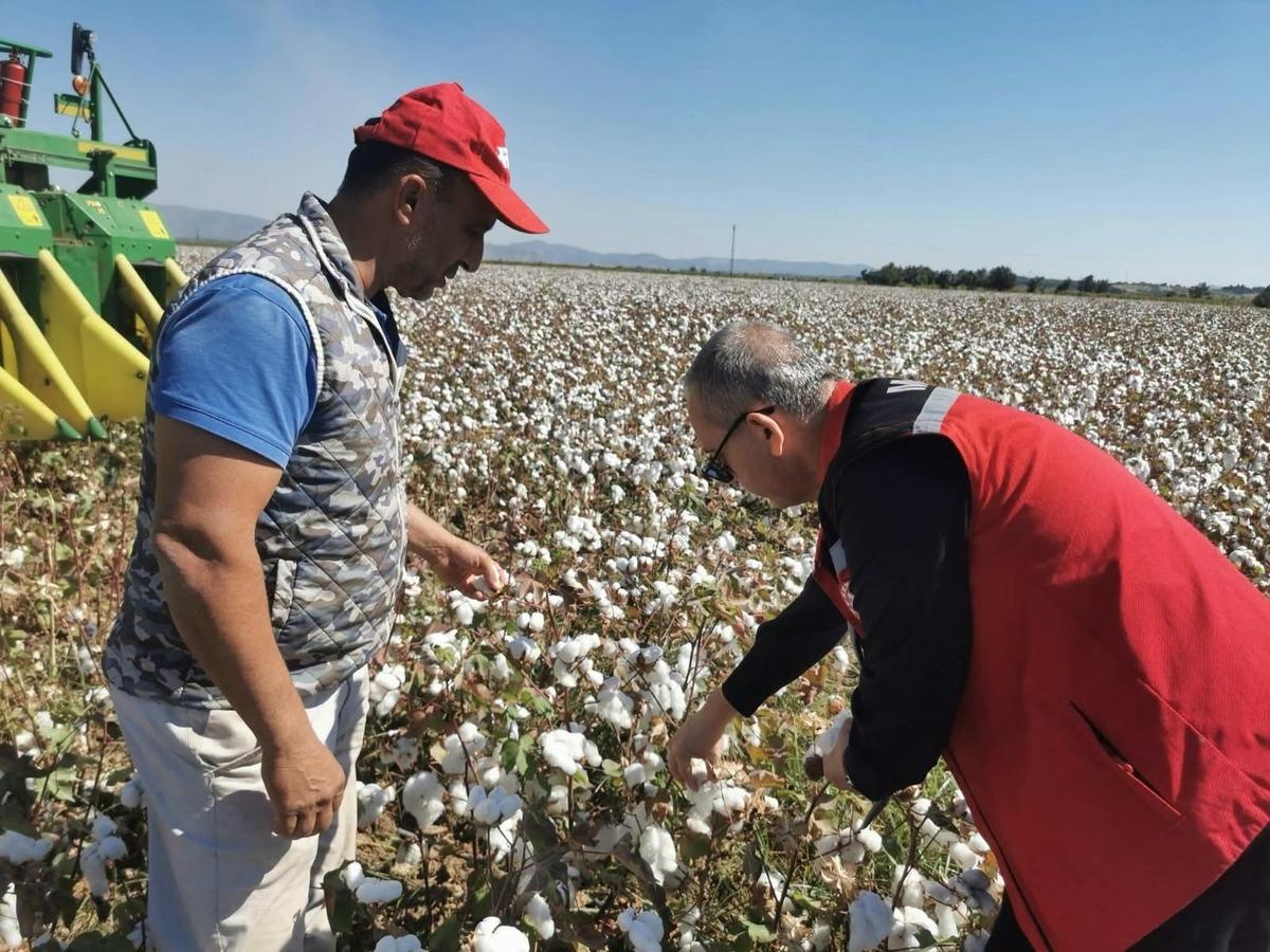 Aylarca emek verdiler, şimdi hasat zamanı! Beyaz altın tarlalardan toplanıyor 2