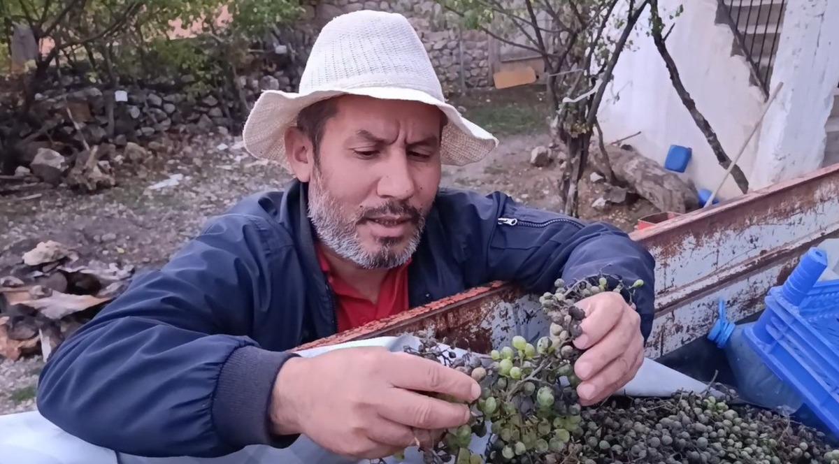 Bu ilde üzümler hasta oldu: Sam hastalığı verimi düşürdü 4