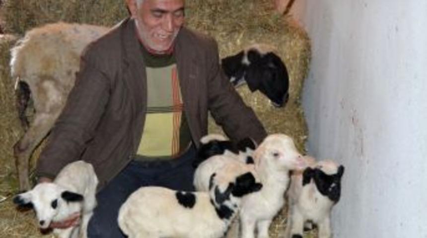 Sakız cinsi koyun beşiz doğurdu