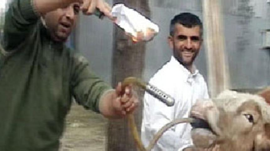 İneğin ağzından &ccedil;ıkan gazı yaktı