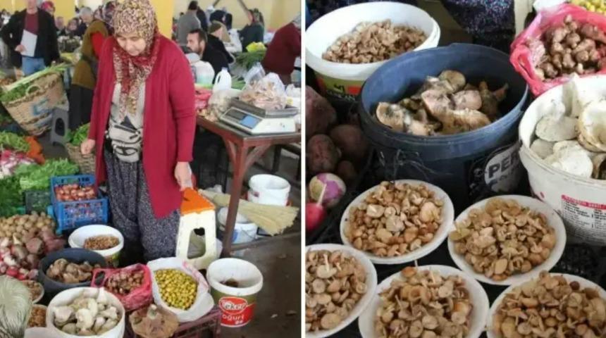 Bolu ormanlarında bereket: Kova kova toplanıyor, kilosu 600 lirayı buluyor