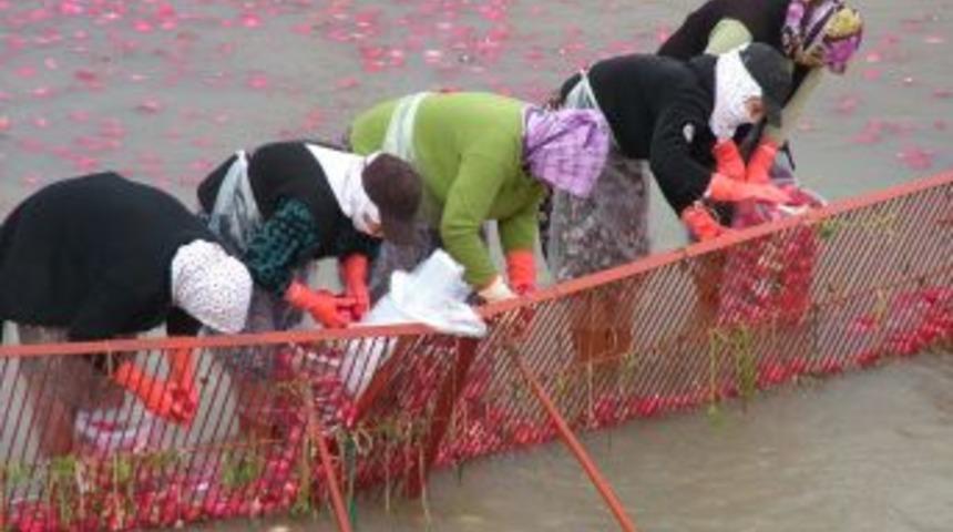 Kadirli'de turp sezonu başladı