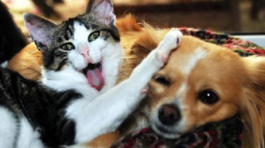 Şivava, yavru kedilere annelik yapıyor