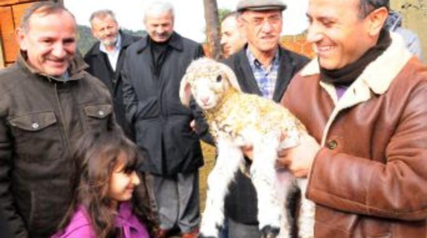 Of'ta hayvancılığı geliştirmek i&ccedil;in koyun dağıtıldı