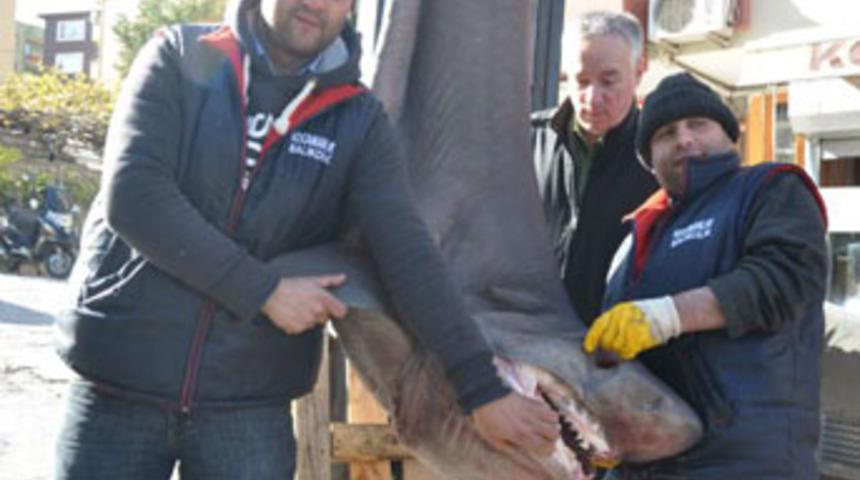 Bu k&ouml;pekbalığının Bursa'da ne işi var