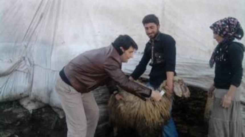 Batman'da 32 bin 500 b&uuml;y&uuml;kbaş hayvana şap aşısı yapıldı