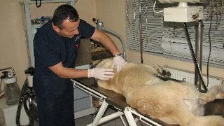 Sahibinin içtiği sigara kanser yaptı