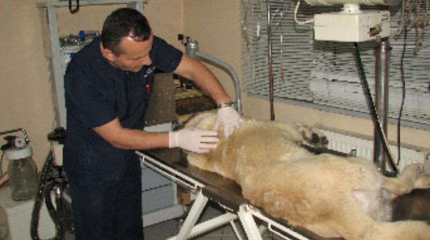 Sahibinin içtiği sigara kanser yaptı