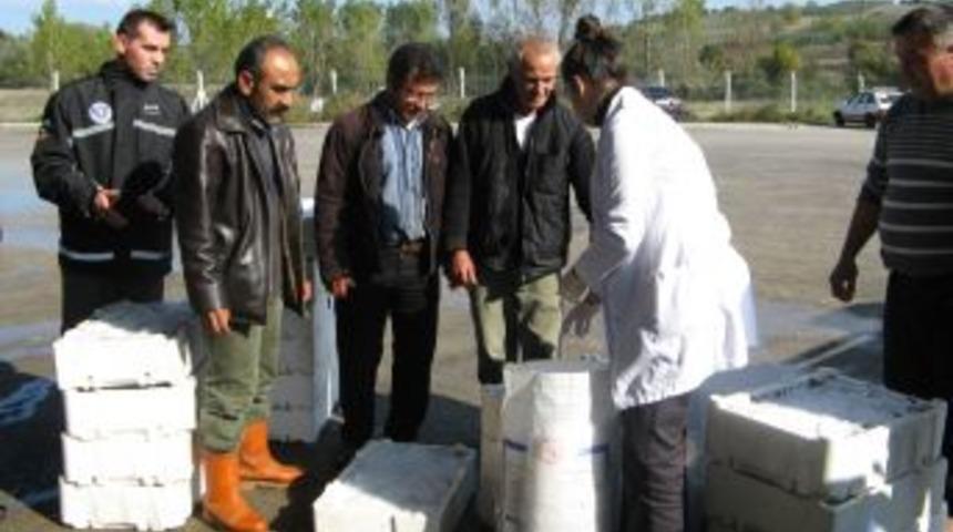 Belediye operasyon yaptı, boyu k&uuml;&ccedil;&uuml;k l&uuml;ferler huzurevine g&ouml;nderildi