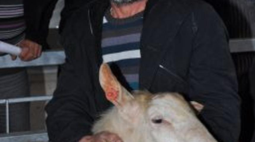 Balıkesir'de &ccedil;ift&ccedil;ilere 44 adet saanen tekesi dağıtıldı