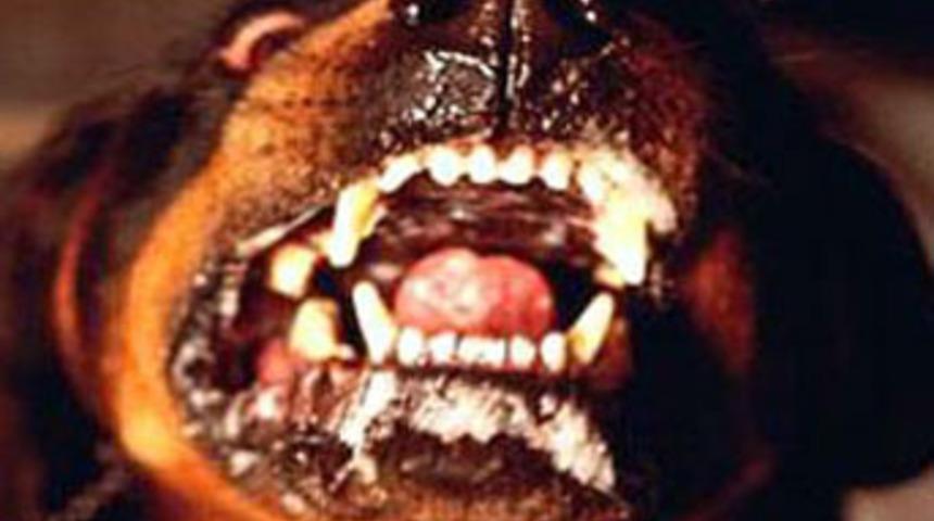 Rotwiller cinsi k&ouml;pek dehşet sa&ccedil;tı