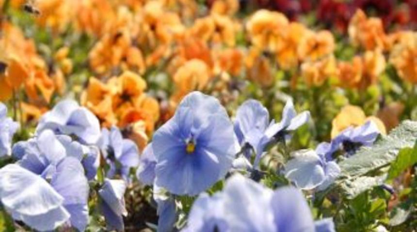 G&uuml;l yağı ile tanınan T&uuml;rkiye, park ve bah&ccedil;elerine dikeceği g&uuml;lleri ithal ediyor