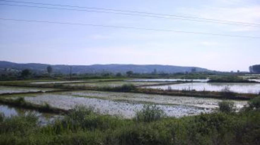 Keşan&rsquo;da 4 k&ouml;ye &ccedil;eltik ekimi yasaklandı