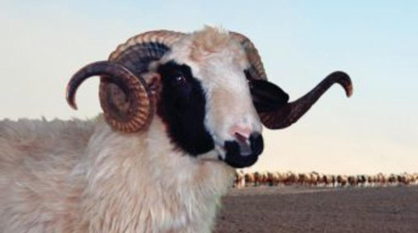 Deniz Feneri'nden kurban teşekk&uuml;r&uuml;