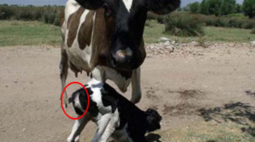 Kuyruksuz doğan buzağı şaşırttı