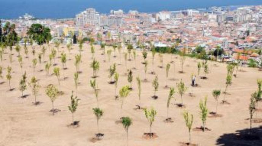 Kadifekale&rsquo;de ağa&ccedil; dikme şenliği