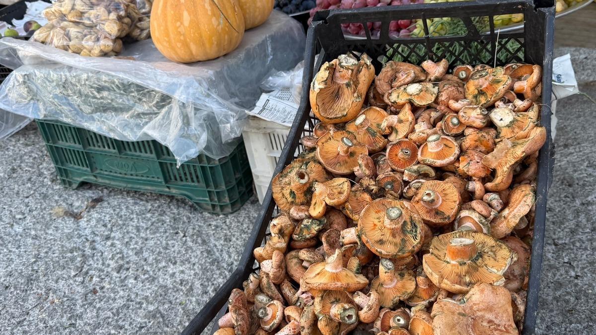 Ormandan topluyorlar: Kilosu 500 TL! Birçok kişinin ekmek kapısı 2